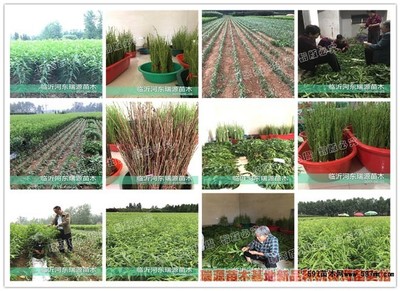 桃苗木種植技術(shù)與注意事項(xiàng)