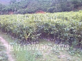 沉香苗木種植專業(yè)合作社 專業(yè)育苗，鑄就產(chǎn)業(yè)根基