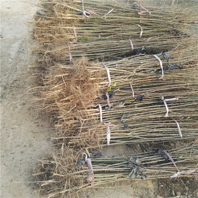 皂角樹苗木種植技術(shù)與栽培管理全攻略