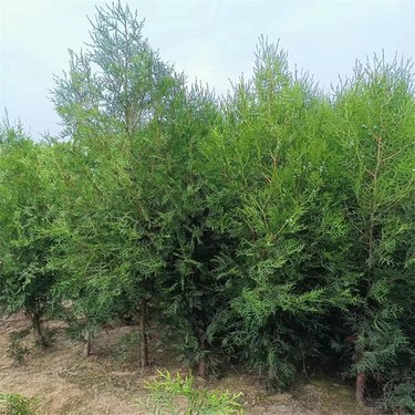 側(cè)柏苗木價格與種植指南 從選購到成林