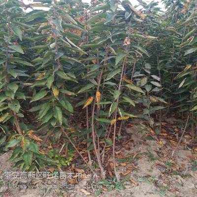 月山錦櫻桃與考特大果櫻桃苗種植基地 優(yōu)質(zhì)苗木培育與科學(xué)種植之道
