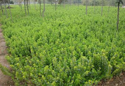 主供苗木衛(wèi)矛高60cm 種植要點(diǎn)與養(yǎng)護(hù)指南