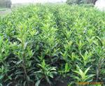 個體種植戶與苗木銷售 所需證件與規(guī)范流程詳解