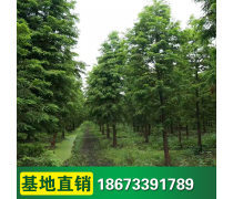 綠化苗木種植基地 苗木種植的關(guān)鍵技術(shù)與實(shí)踐指南