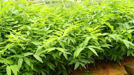 無患子苗木供應(yīng)全攻略 從遵義批發(fā)市場到專業(yè)種植合作社