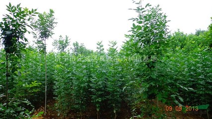 濟(jì)寧市任城區(qū)真誠苗木種植基地 綠色產(chǎn)業(yè)的璀璨明珠