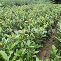 走進(jìn)宿遷沭陽香之緣綠化園藝 苗木種植的藝術(shù)與產(chǎn)業(yè)實(shí)踐