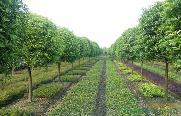 當(dāng)前苗木形勢(shì)與園林綠化苗木行業(yè)競(jìng)爭分析