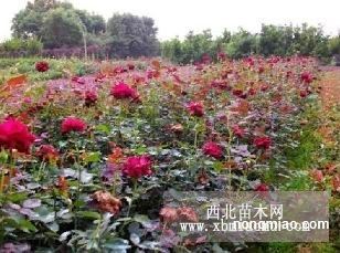 探尋湖南綠化之源 地被小苗、灌木小苗與柏加苗木基地揭秘
