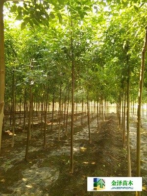 河北保定博野金澤綠化苗木基地 遼寧、山西、山東白蠟苗木的種植與供應(yīng)優(yōu)勢(shì)