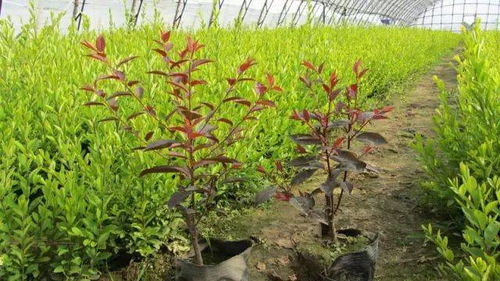 容器苗 你的苗圃值得嘗試丨附容器苗種植技術大匯總